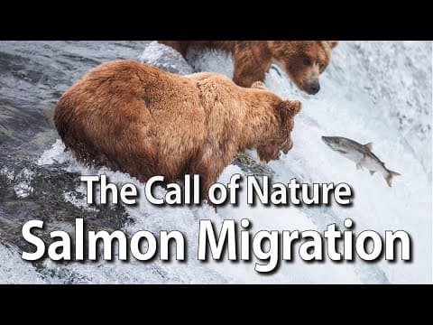 The Call of Nature - Salmon Migration thumbnail