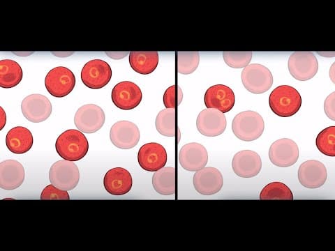 Sickle Cell: Natural Selection in Humans | HHMI BioInteractive Video thumbnail