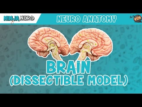 How to identify brain lobes and key landmarks thumbnail
