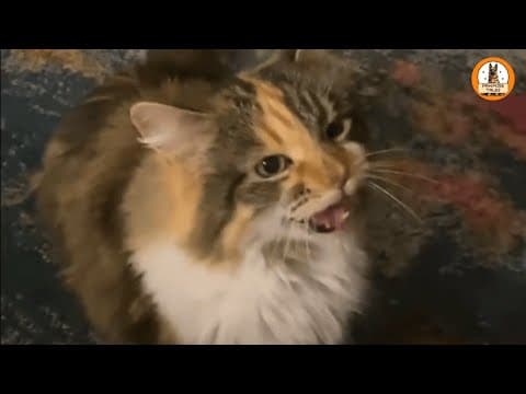 They Returned This Cat…Now She Says “Okay” and Owns My Heart thumbnail
