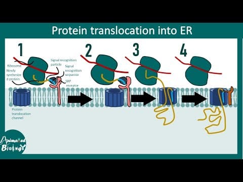 Protein translocation to ER | Cotranslational translocation to ER thumbnail