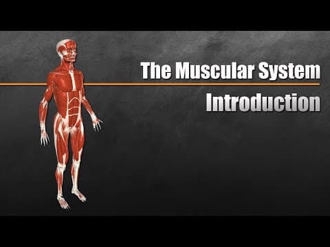 The Muscular System Explained In 6 Minutes thumbnail