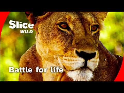 How a lion pride survives the drought I FULL DOC | SLICE WILD thumbnail