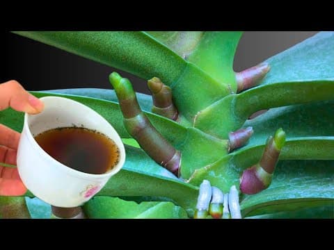 Just 1 cup per week 🌸 Orchids instantly produce 1001 new roots and flowers thumbnail