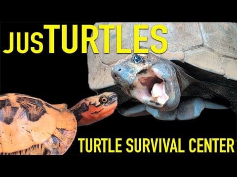 An INCREDIBLE Turtle Facility I've Been Trying to Visit for 12 Years! thumbnail