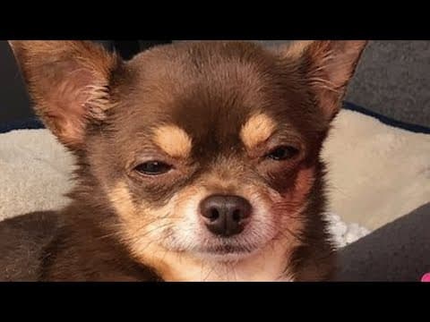 This woman adopted a judgmental chihuahua. And got what she deserved. thumbnail