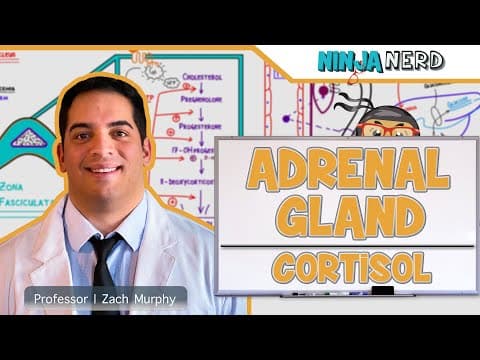 How Does Cortisol Regulate Stress and Metabolism? thumbnail