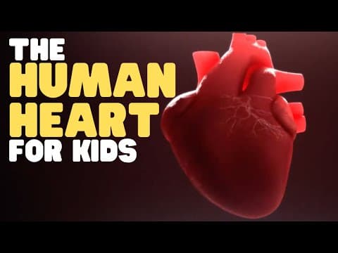 The Human Heart for Kids | Educational video to learn all about how the heart works thumbnail