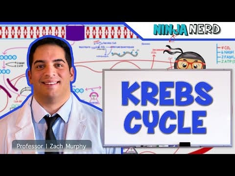 Ninja Nerd Metabolism: How Does the Krebs Cycle Produce Cellular Energy? thumbnail