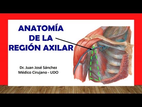 🥇 REGIÓN AXILAR - (Fosa Axilar), Anatomia. Fácil y Sencilla thumbnail