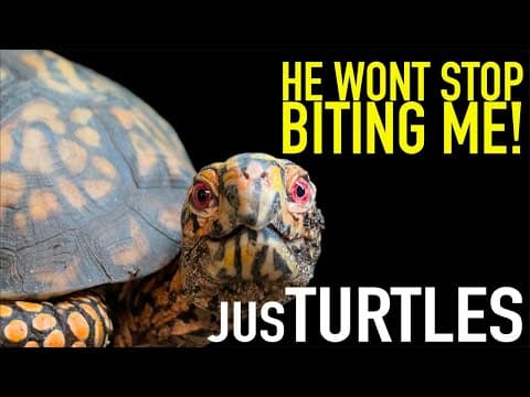 World's Most Famous Turtle Won't Stop BITING Me! thumbnail