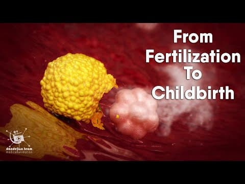 Educational Content ,From Fertilization To Childbirth | 3d medical animation | by Dandelion Team thumbnail