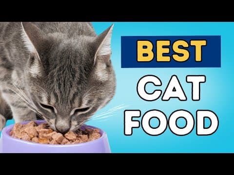 What is Best To Feed Your Cat? thumbnail