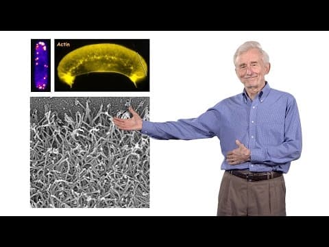 Thomas Pollard (Yale University) 2: Mechanism of cell motility pt. 2 thumbnail
