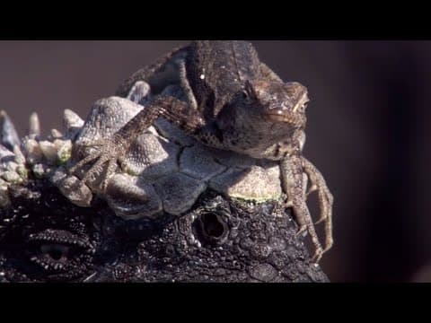 Weirdest Animal Relationships | Top 5 | BBC Earth thumbnail