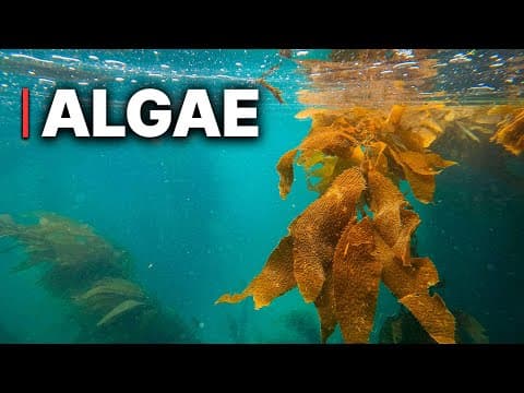 Algae - The New Super Plant | Why Big Money Is Betting on Pond Scum thumbnail