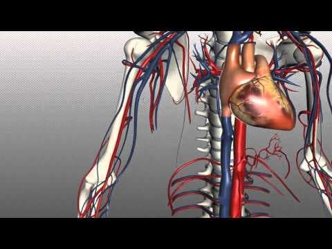 Veins of the body - PART 1 - Anatomy Tutorial thumbnail