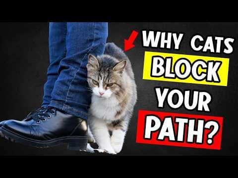 If Your Cat Blocks Your Path, This Is What They’re Trying to Say! 🚩 thumbnail