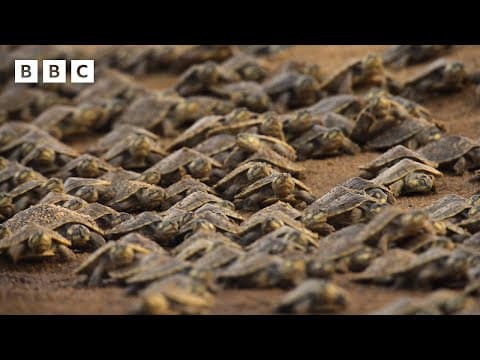 The biggest gathering of freshwater turtles on the planet | Parenthood - BBC thumbnail