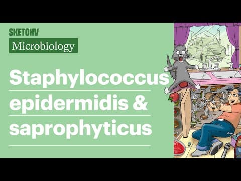 Staphylococcus epidermidis & saprophyticus Lesson (Full Lesson) | Sketchy Medical | USMLE Step 1 thumbnail