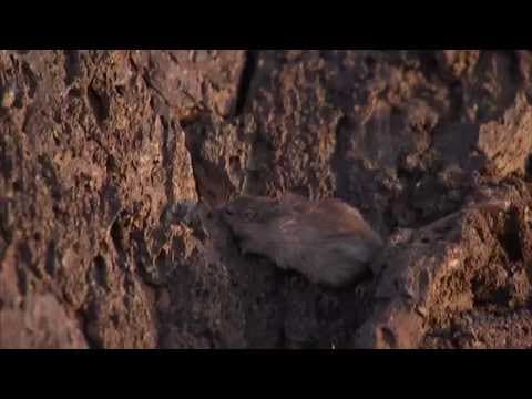 Natural Selection and the Rock Pocket Mouse — HHMI BioInteractive Video thumbnail