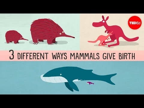 The three different ways mammals give birth - Kate Slabosky thumbnail