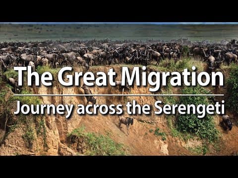 The Great Migration - Journey across the Serengeti thumbnail