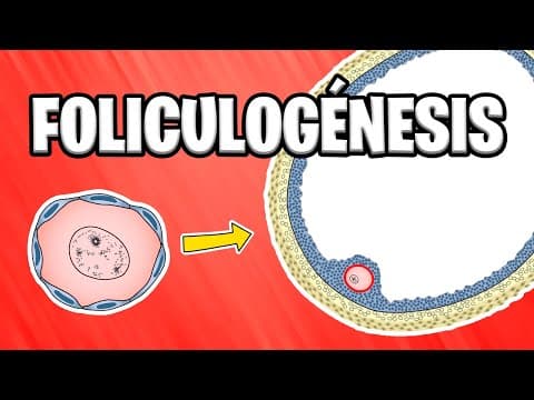 ✅ FOLICULOGÉNESIS ¿Qué son los FOLÍCULOS OVÁRICOS? | EMBRIOLOGÍA HUMANA 📚 thumbnail