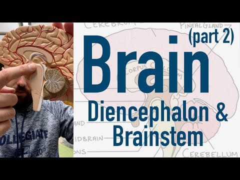 Brain: Diencephalon and Brainstem thumbnail