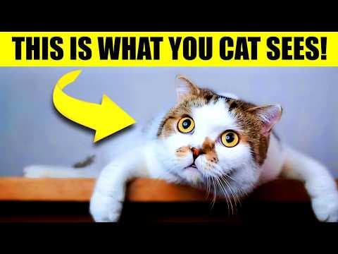 Your Cat Doesn’t See You as Human – Here’s What You Really Are to Them (Pay Attention!) thumbnail