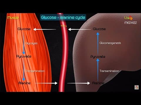 Gluconeogenesis metabolic pathway and regulation  : Animated medical biochemistry thumbnail