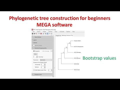 Phylogenetic analysis for beginners using MEGA 11 software thumbnail