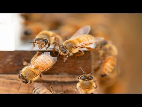 Will Australia Have The Last Bees On Earth? - Sciencey thumbnail
