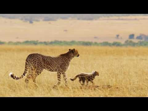 Bravest Animal Mothers Protect Their Babies on the African Savannah (4K Documentary) thumbnail