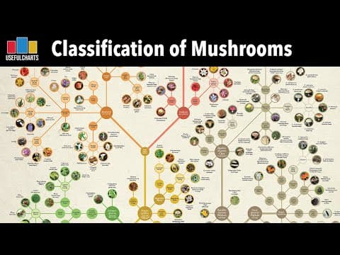 Classification of Mushrooms & Other Fungi thumbnail