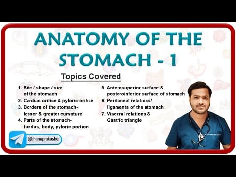 Anatomy Of The Stomach ( Part 1) : Shape, Parts, Borders, Surfacres, peritoneal & visceral relations thumbnail