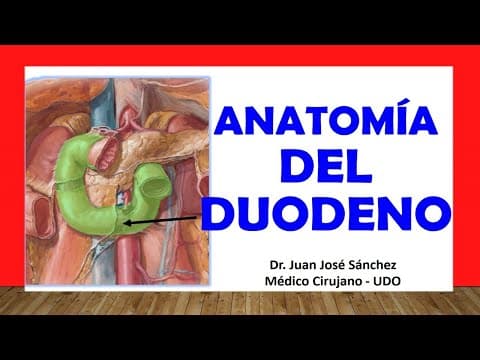 🥇 Anatomía del DUODENO. Fácil, Rápida y Sencilla thumbnail