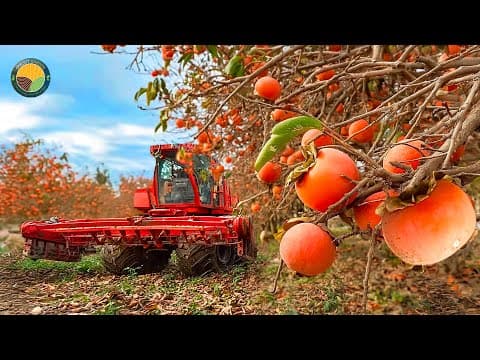 How Japanese Farmers Harvest the World's Most Expensive Persimmon | Farming Documentary thumbnail
