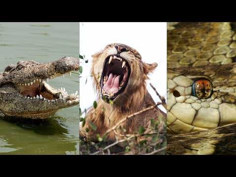 Africa’s Deadliest Predators and Jungle Killers (4K Animal Documentary) thumbnail