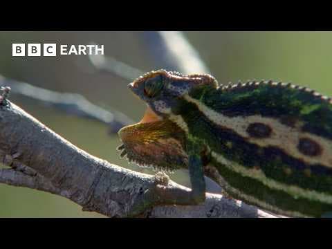 The Amazing World of Cold‑Blooded Animals | BBC Earth thumbnail