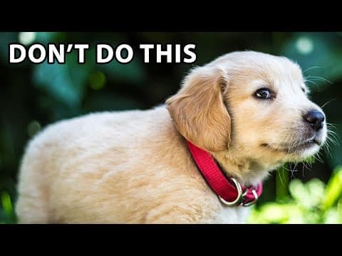 10 Mistakes First-Time Golden Retriever Puppy Owners Make thumbnail