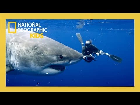 World's Biggest Great White Full Episode | @natgeokids thumbnail