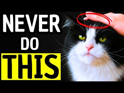 What Cats HATE Most – 9 Things Worse Than Being Picked Up! thumbnail