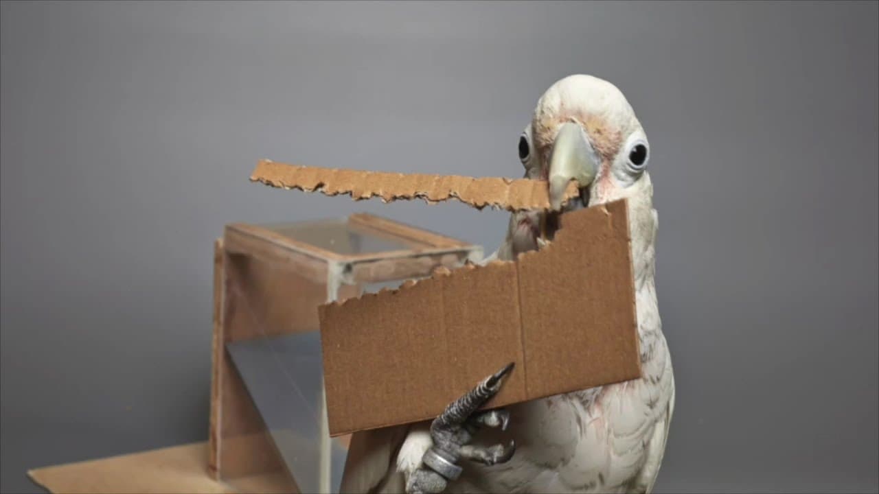 YouTube video player