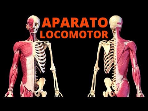 El APARATO LOCOMOTOR explicado: sus partes y funcionamiento🦴💪 thumbnail