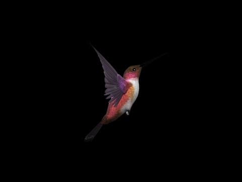 Why Did a Bird Sue Humanity for Its Broken Wing? thumbnail
