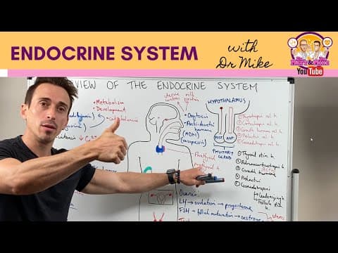Overview of the Endocrine System thumbnail