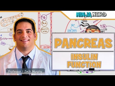 How does insulin lower blood glucose in the body? thumbnail