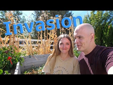 Our Raised Garden Got Invaded! + the results of our experiment... thumbnail