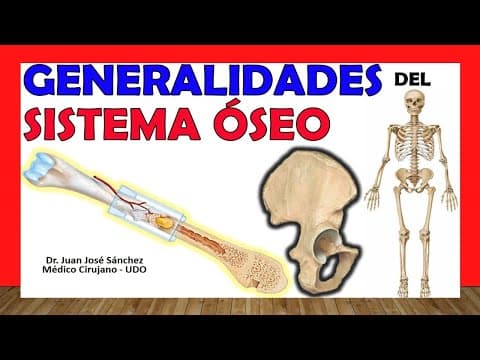🥇 SISTEMA ÓSEO. -Esquelético-. Tipos de Huesos, clasificacion, función. thumbnail